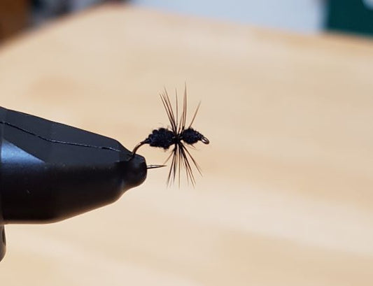 Black Ant Fly